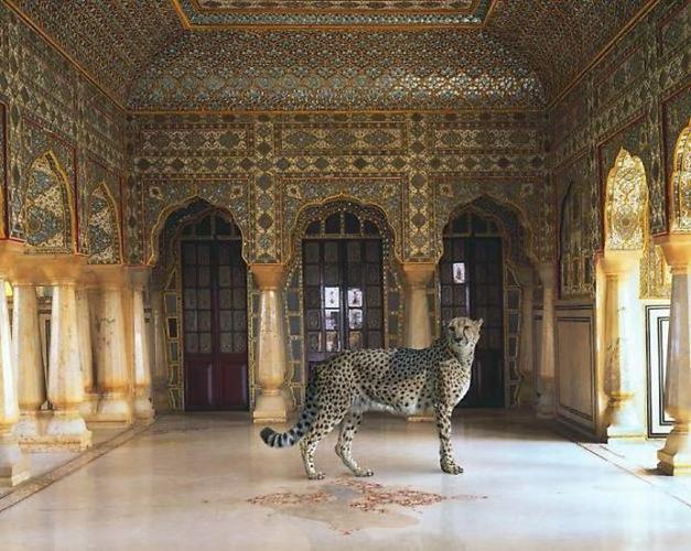The Return of the Hunter. Jaipur Palace. Jaipur. photo danzigergallery.com